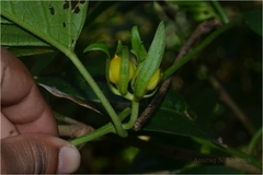 Argyreia involucrata